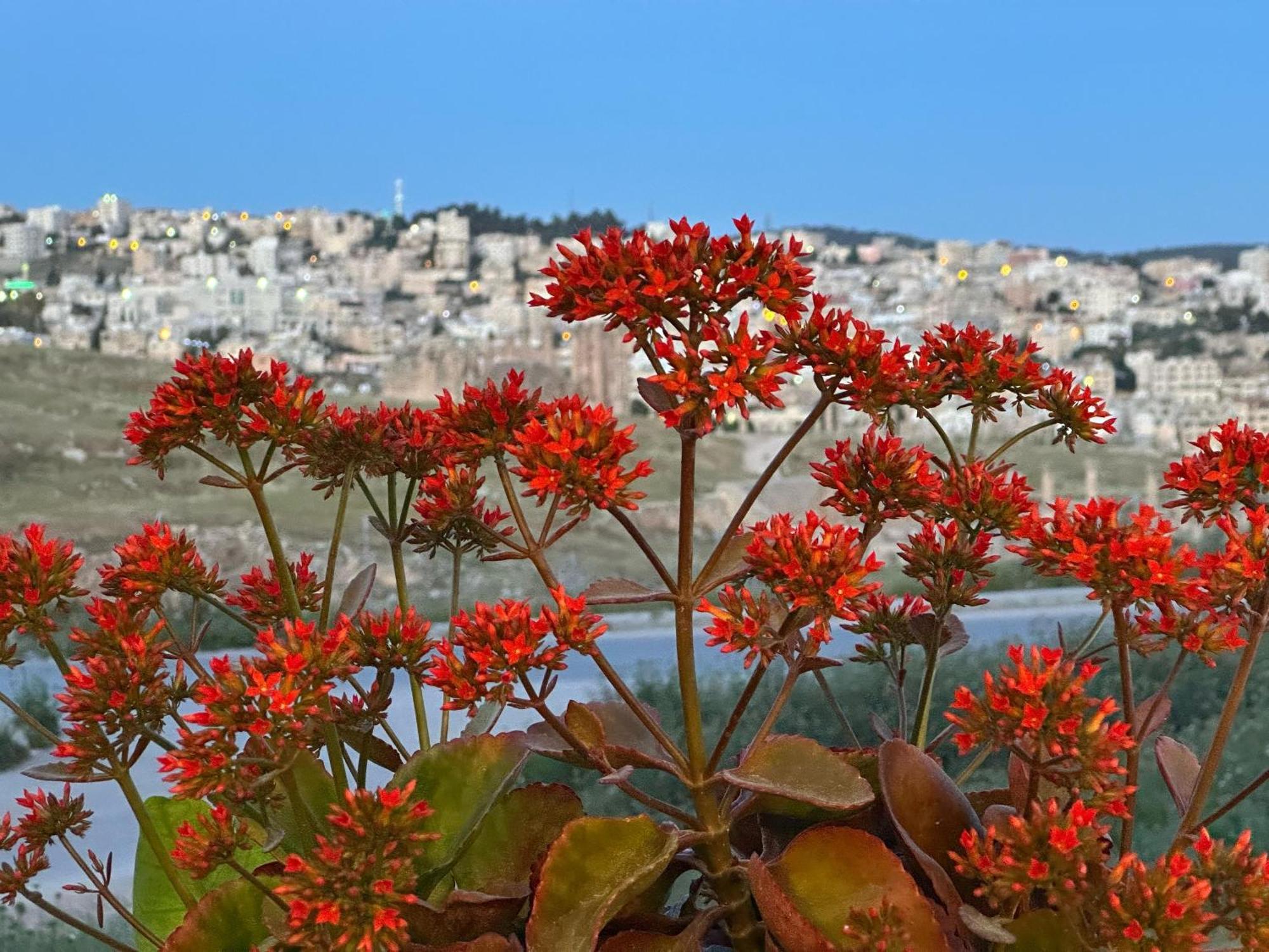 Jerash City View Dżarasz Zewnętrze zdjęcie